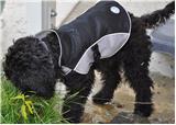 Manteau Doggles résistant à l eau et à la neige intérieur Manteau Doggles résistant