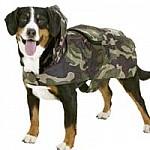 Imper Camouflage