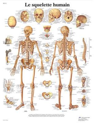 Planche Anatomique le Squelette Humain