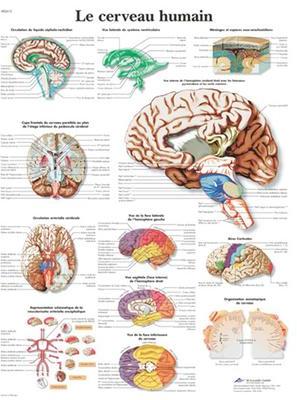 Planche Anatomique le Cerveau Humain