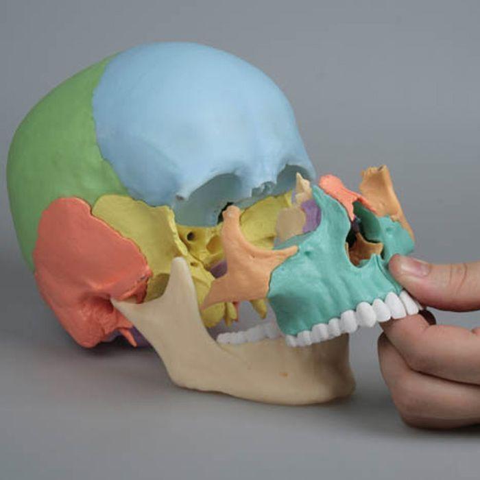 Crâne articulé version Didactique, 22 pièces 4708