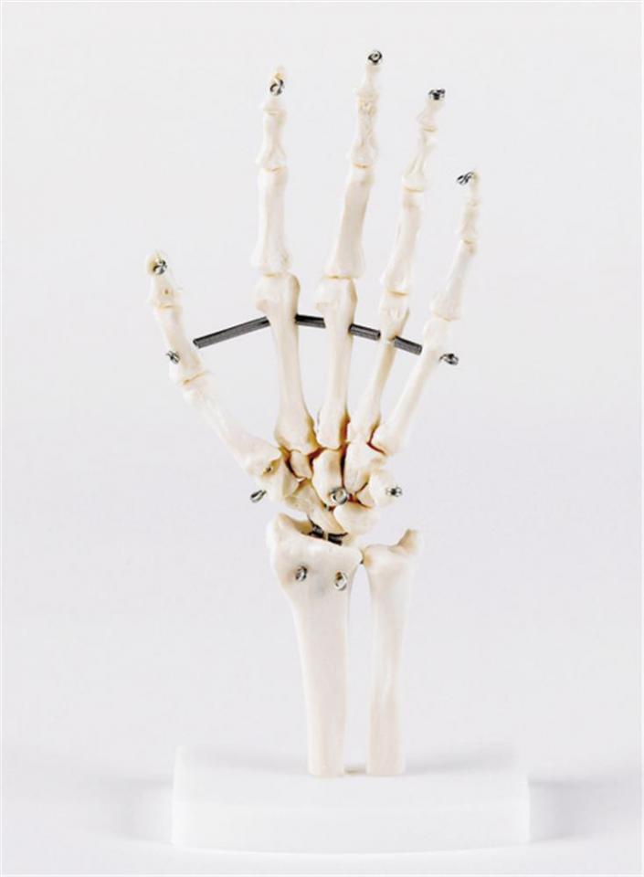 Articulation de la Main