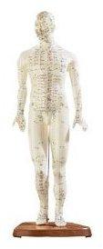 Modèle dacupuncture 45 cm - Homme