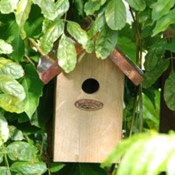 Nichoir Mésange Roitelet Nichoir Mésange Roitelet