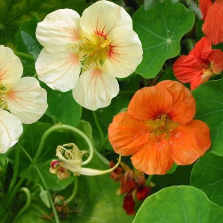 Capucine - Tropaeolum majus Capucine - Tropaeolum majus