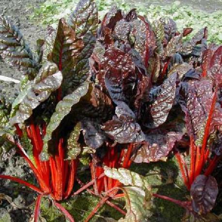 Côtes de bette - Beta vulgaris Rhubarb Chard Côtes de bette - Beta vulgaris