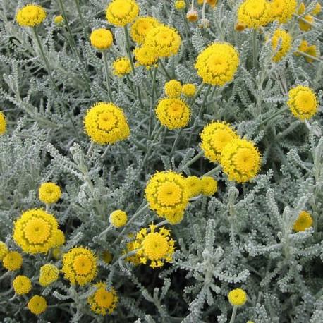 Santoline - Santolina chamaecyparissus Santoline - Santolina chamaecyparissus