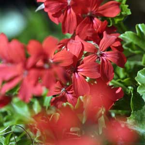 Géranium lierre rouge (Pelargonium peltatum) le po