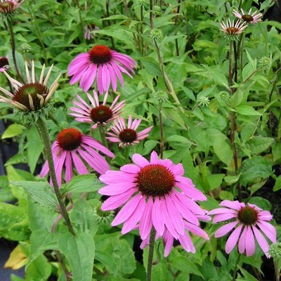 Roquette - Eruca (x) diplotaxis Roquette - Eruca (x) diplotaxis