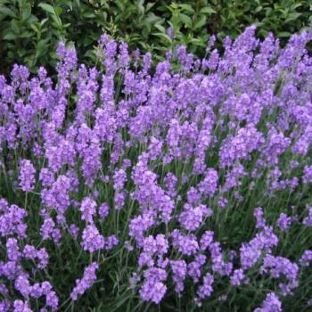 Lavande - Lavandula ang Munstead Lavande - Lavandula ang Munstead