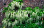 Glycine de Chine blanche 70 a 100 cm de haut greff