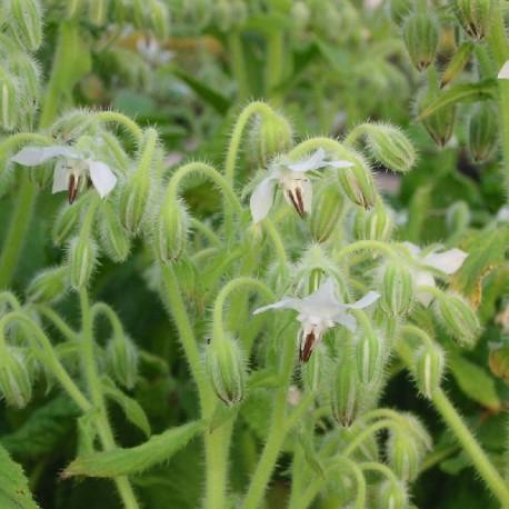 Bourrache blanche - Borago off Bianca Bourrache blanche - Borago
