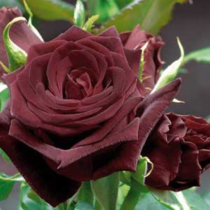 Rosier Black Baccara® 20/40 cm en pot de 3 litres