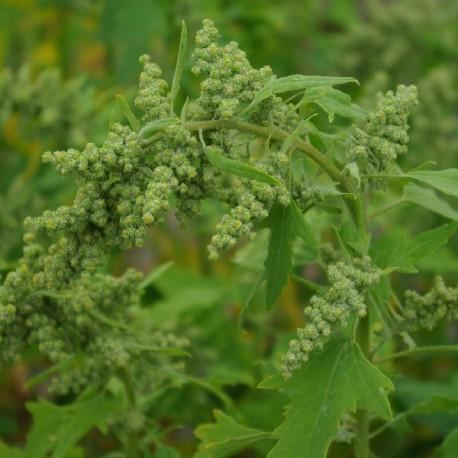 Quinoa - Chenopodium quinoa Quinoa - Chenopodium quinoa