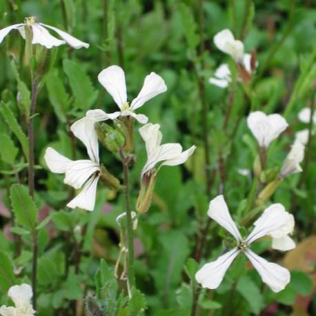 Roquette - Eruca versicaria spp sativa Roquette - Eruca versicaria