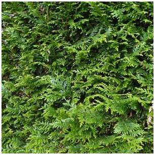 Thuya plicata atrovirens Thuya géant pour haie Thuya plicata atrovirens Thuya