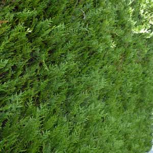 Thuya géant, Thuya plicata Atrovirens 100/125 cm