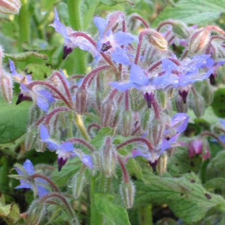 Bourrache - Borago officinalis Bourrache - Borago officinalis