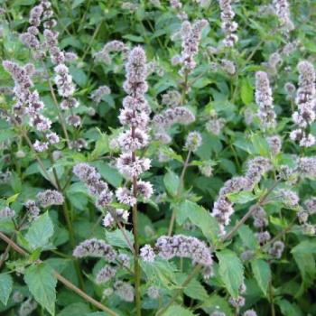Menthe poivrée - Mentha piperita Swiss Menthe poivrée - Mentha piperita
