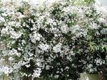 Jasmin blanc 50 a 70 cm de hauteur - Pot de 3 litr
