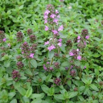 Thym serpolet - Thymus serpyllum Thym serpolet - Thymus serpyllum