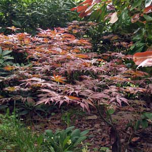 Erable pourpre du Japon Atropurpureum 50/60 cm