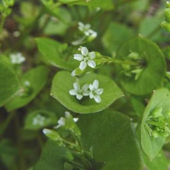 Pourpier d hiver - Claytonia perfoliata Pourpier d hiver - Claytonia