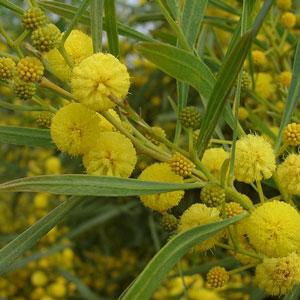 Mimosa des 4 saisons, Acacia retinoides Semperflor