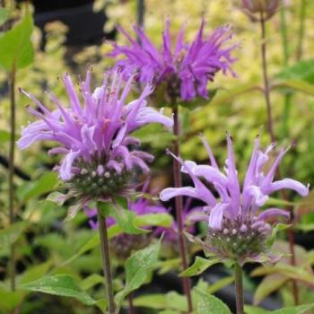Monarde - Monarda fistulosa Monarde - Monarda fistulosa