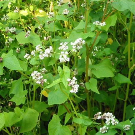 Sarrasin - Fagopyrum esculentum Sarrasin - Fagopyrum esculentum