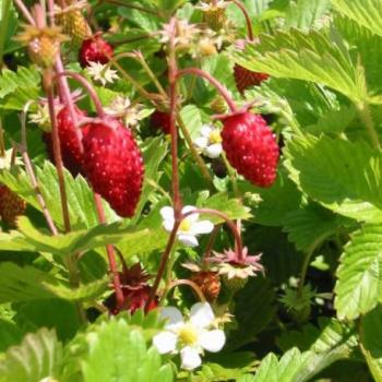 Fraise des bois - Fragaria vesca Alexandria Fraise des bois - Fragaria