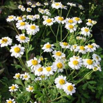 Tanaisie - Tanacetum parthenium Tanaisie - Tanacetum parthenium