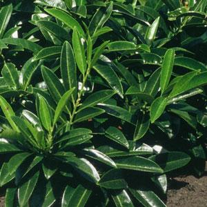 Laurier palme Caucasica 40/60 cm