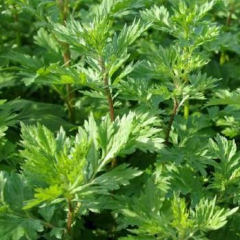 Armoise - Artemisia vulgaris Armoise - Artemisia vulgaris