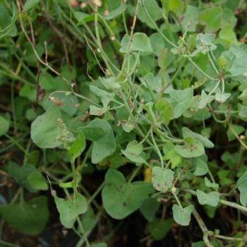 Oseille d Espagne - Rumex scutatus Oseille d Espagne - Rumex