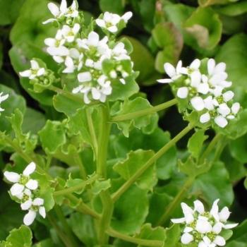 Herbe au scorbut - Cochlearia officinalis Herbe au scorbut - Cochlearia