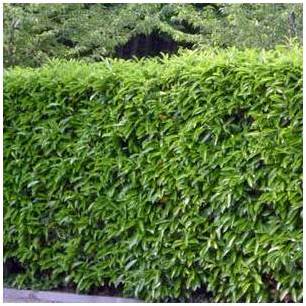 Laurier palme Rotundifolia Kit Haie 10 m 60/80 cm