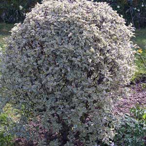 Pittosporum tenuifolium Variegatum 30/40 cm