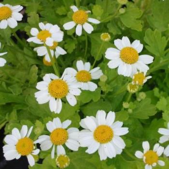 Tanaisie jaune - Tanacetum parthenium Aureum Tanaisie jaune - Tanacetum