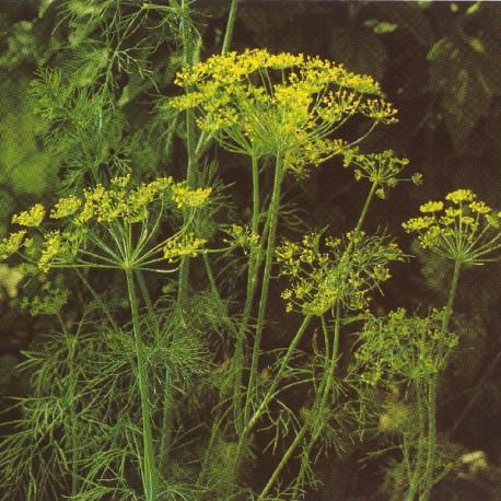Aneth - Anethum graveolens Aneth - Anethum graveolens