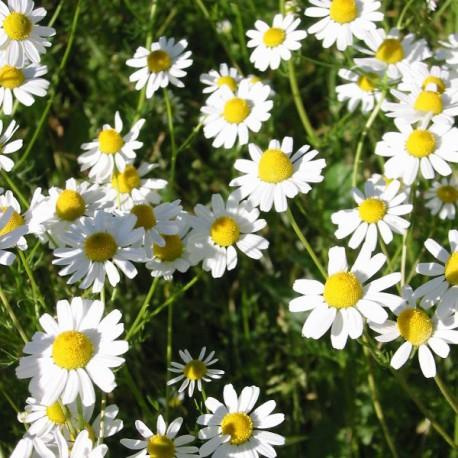 Camomille - Matricaria recutita Camomille - Matricaria recutita