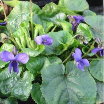 Violette odorante - Viola odorata Violette odorante - Viola