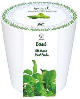 Basilic à faire pousser en pot céramique blanc Basilic à faire pousser en