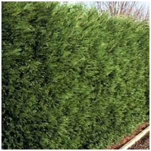 Cyprès de leyland 60/80 cm