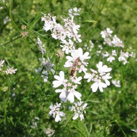 Coriandre - Coriandrum sativum Coriandre - Coriandrum sativum