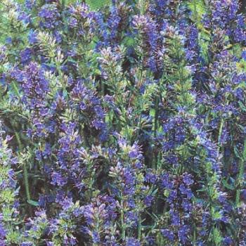 Hysope rose - Hyssopus officinalis Hysope rose - Hyssopus officinalis