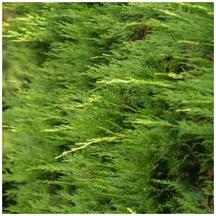 Cyprès de leyland 150/175 cm en pot