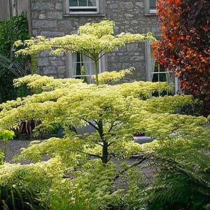 Cornus controversa Variegata, Cornouiller des pago