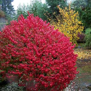 Fusain ailé, Euonymus alatus 30/40 cm