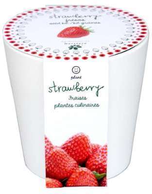 Fraises à faire pousser en pot 12 cm céramique blanc Fraises à faire pousser en